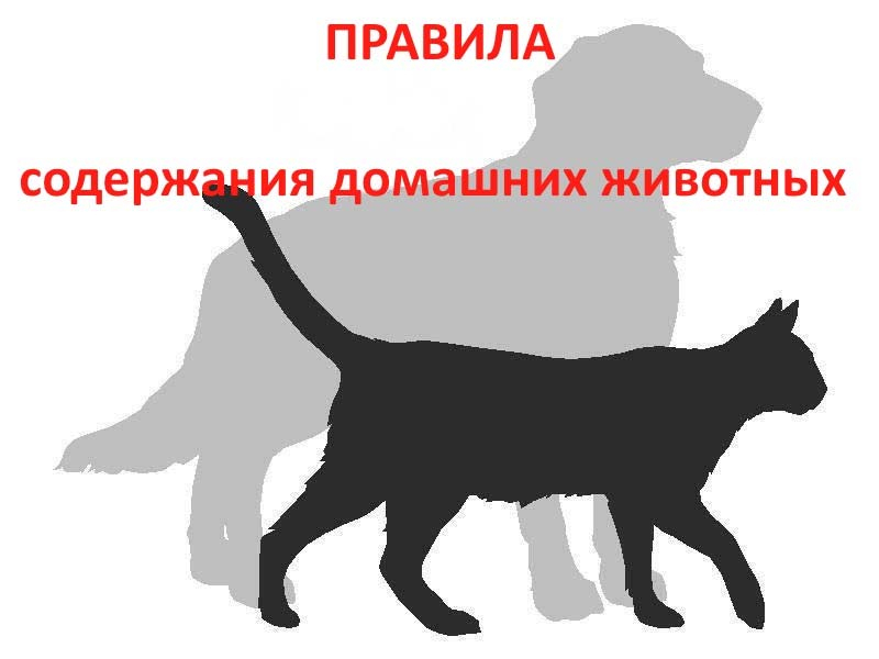 О требованиях к содержанию домашних животных